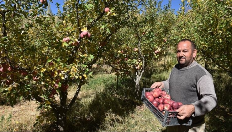 5 bin ağaçtan elleriyle topluyorlar: Hasadı başladı, sadece 10 gün sürecek