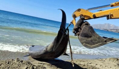Akdeniz’de dev balinalar turistik adanın kıyılarına vurdu