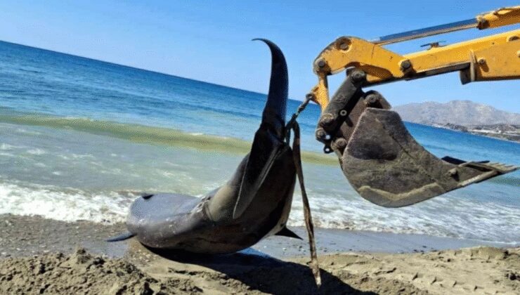 Akdeniz’de dev balinalar turistik adanın kıyılarına vurdu