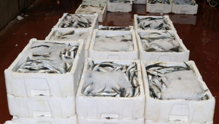 Akdeniz'de av yasağı kalktı: 1 kilo fiyatına 1 kasa balık