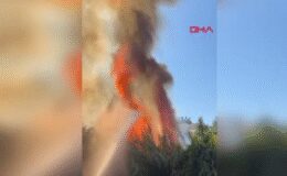 Antalya'da çalılık yangını seralara sıçradı!