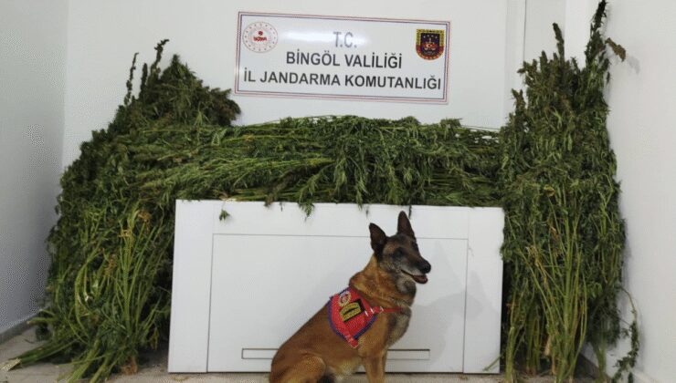Bingöl'de 91 kilo 250 gram esrar yakalandı