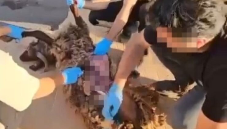 Bu kadarı pes dedirtti: Ölü koyunun karnına gizledikleri ortaya çıktı!