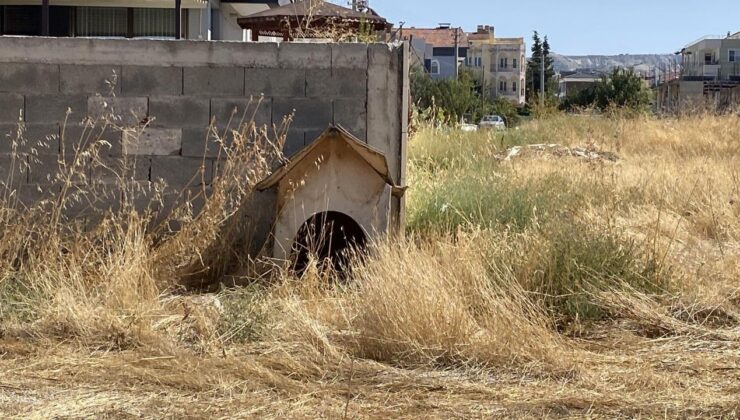 Burdur’da 3 sokak köpeğinin saldırısına uğrayan kadın yaralandı
