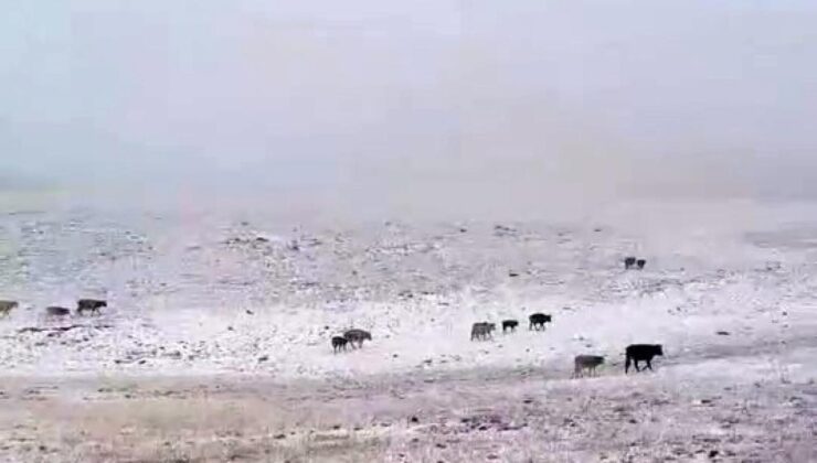 Erzurum’a mevsimin ilk karı yağdı