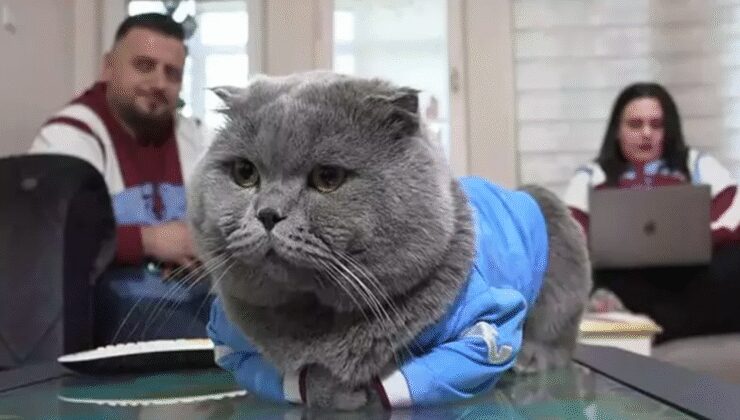 Fanatik kedi ‘Tom’a stadyumda maç izlemek için izin çıktı
