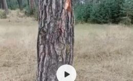 Göle Ormanları Katlediliyor.!