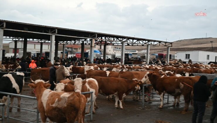 Iğdır’da şap alarmı: Hayvan pazarı kapatıldı