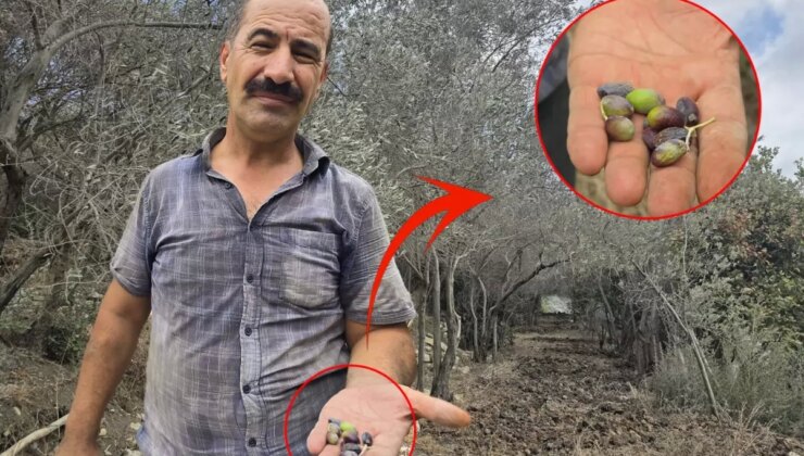 Kentin meşhur ürünü tehlikede! Bir milyon ağaçta meyve yok denilecek kadar az