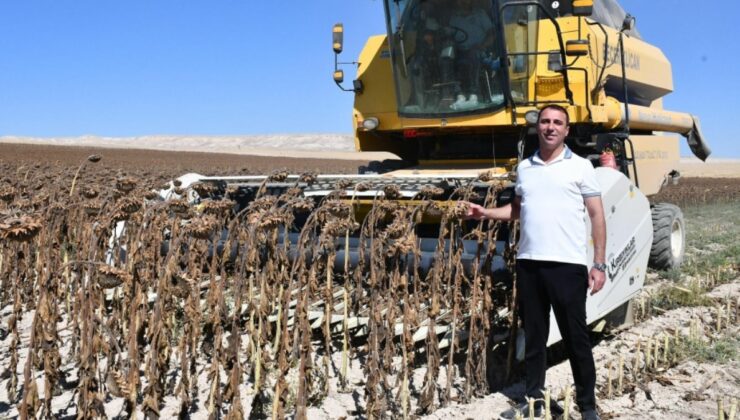 Kilo kilo toplanıyor, belediyeye gelir kapısı oluyor: Yılın en verimli hasadı başladı