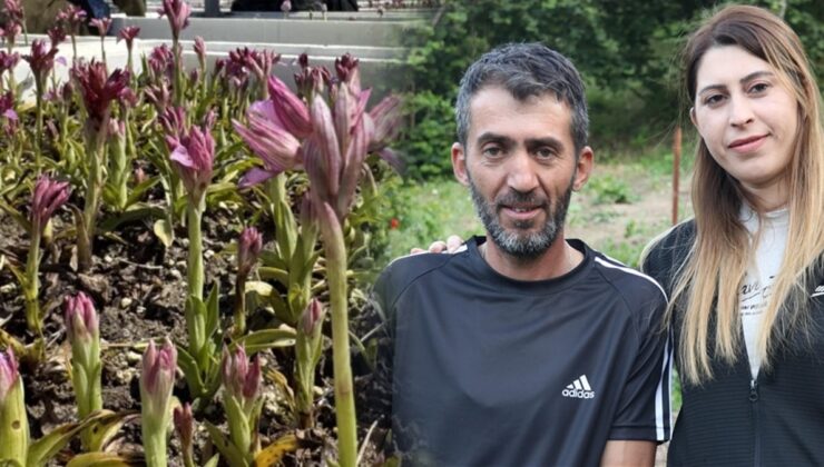 Kilosu bin liraya yükseldi, hasadı çok verimli: Ailecek eken servet kazanıyor