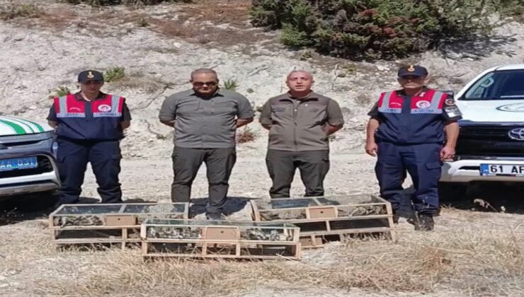 Kütahya'da yakalanan 142 saka kuşu doğaya salındı