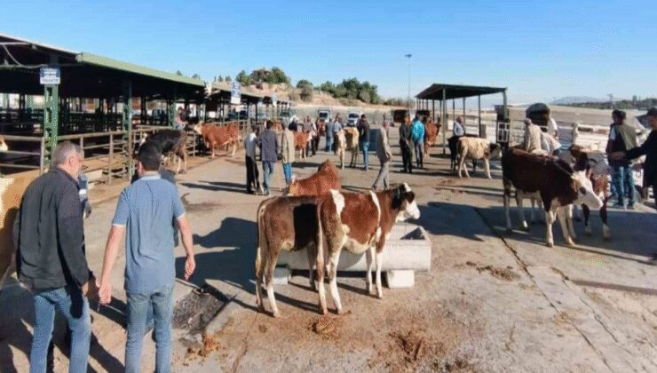 Malatya'da şap nedeniyle kapatılan hayvan pazarı açıldı
