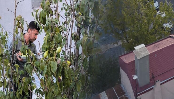 Meyve ağaçları, kafenin ortasında kaldı