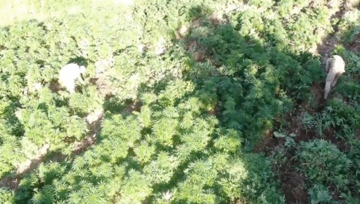 Muğla açıklarındaki teknedeki 210 kilogram skunk yakalandı