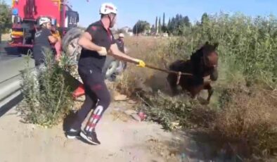 Tahliye kanalına düşen at kurtarıldı