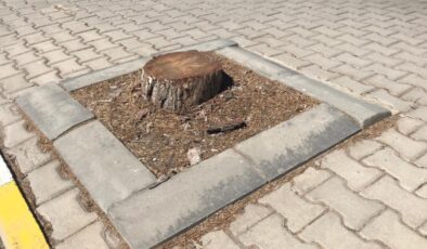 Yarım asırlık ağaçlar kesildi, topu birbirlerine attılar