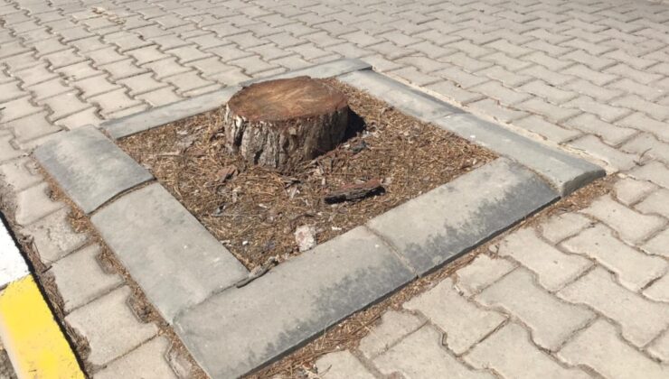 Yarım asırlık ağaçlar kesildi, topu birbirlerine attılar