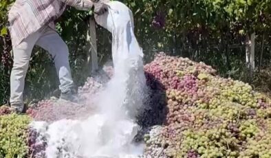 ‘Yasaklı ilaç’ şoku: Ekipler harekete geçti, 6 ton üzüm imha edildi!