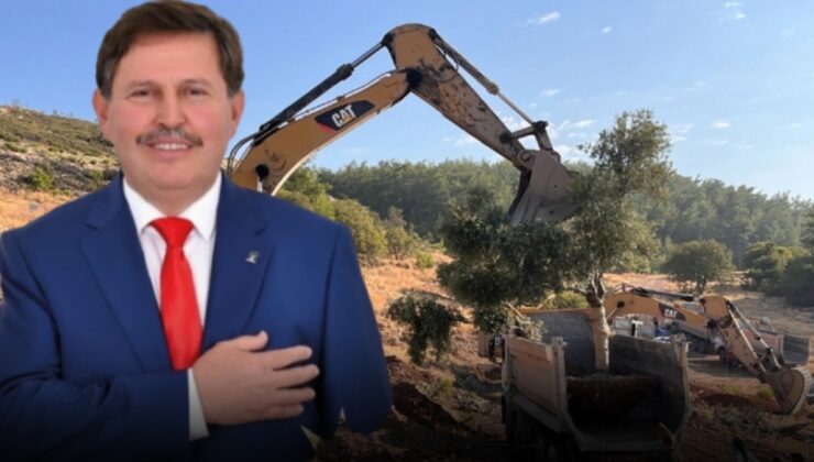 Zeytinleri söken isim AKP'li çıktı