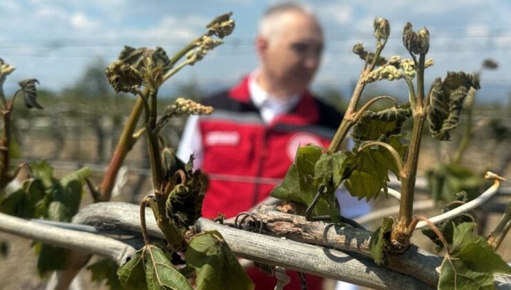 Zirai dondan etkilenen çiftçilere destek ödemesi yapılacak