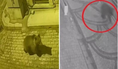Aç kalan ayı sokaklara indi, köpekler kovaladı! İlginç anlar kameralarda