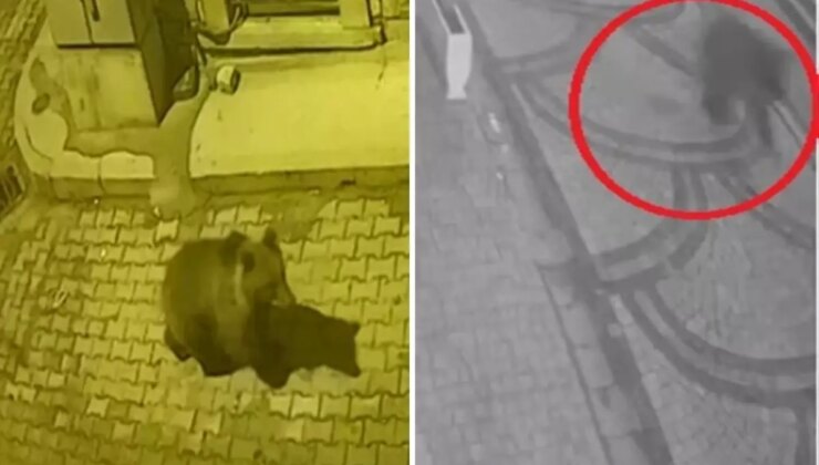 Aç kalan ayı sokaklara indi, köpekler kovaladı! İlginç anlar kameralarda
