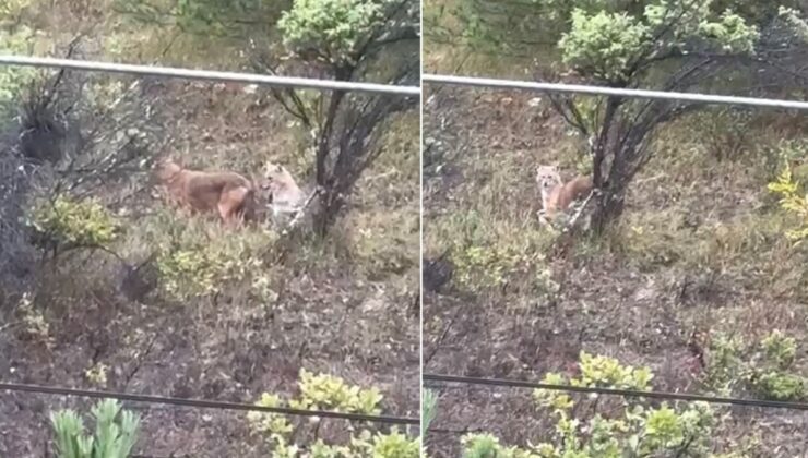 Aç kalan kurtlar şehre indi!