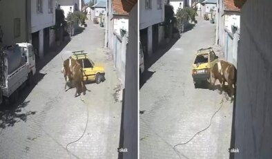 Ahırdan kaçan öfkeli boğa hıncını arabadan çıkardı