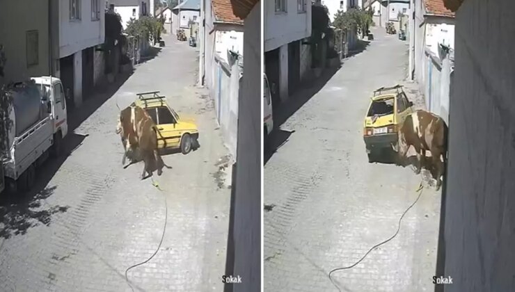 Ahırdan kaçan öfkeli boğa hıncını arabadan çıkardı