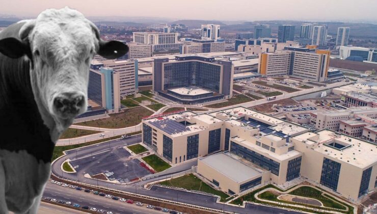 Ankara'yı karıştıran 'deli dana' iddiası… Hastaneden kritik açıklama