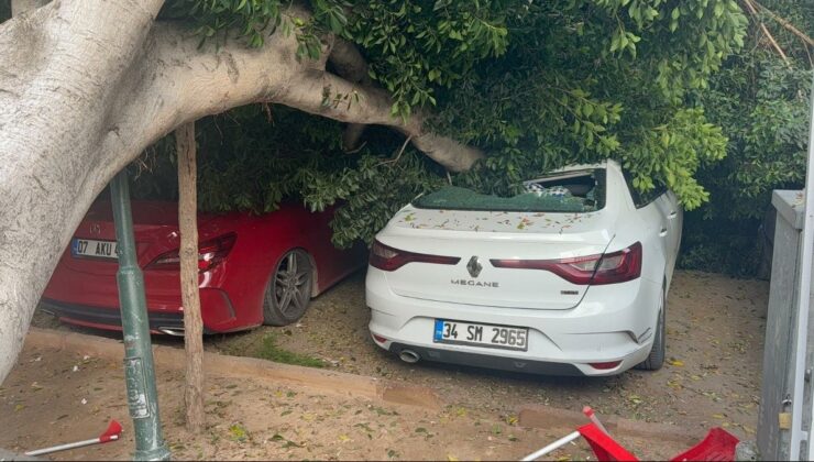 Antalya'da 30 yıllık ağaç devrildi: 5 otomobil zarar gördü