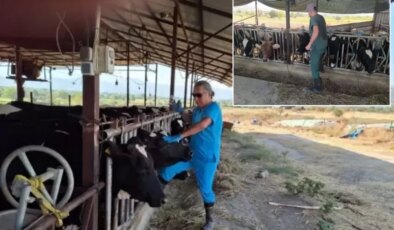 Aydın’da şap hastalığı kabusu! Çok sayıda mahalle karantinaya alındı