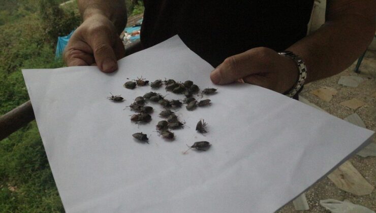 Bakanlıktan açıklama geldi! Kokarca alarmı: 1 milyondan fazla hane ilaçlandı