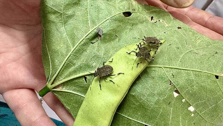 Bakanlıktan skandal yarışma: En çok böcek toplayan öğrenciye bisiklet!