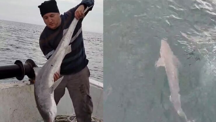 Balıkçıların ağına köpek balığı takıldı