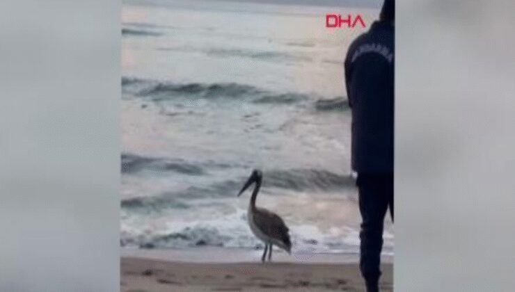 Bartın sahilinde pelikan görüldü