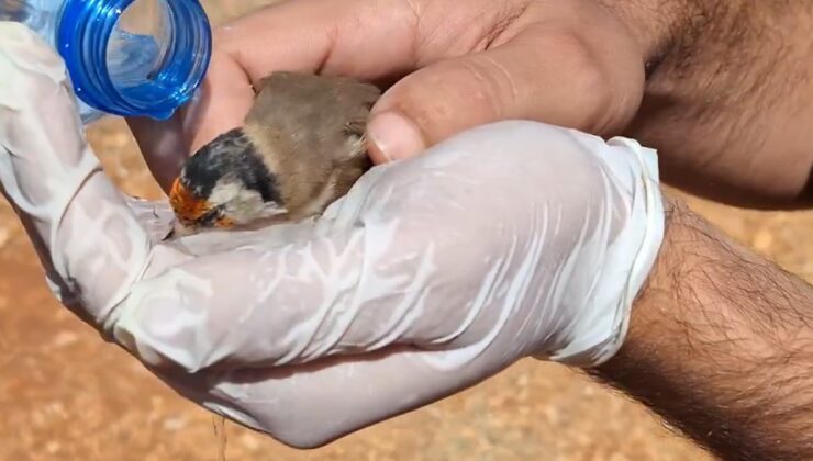Binden fazla saka kuşu doğal ortamına salındı
