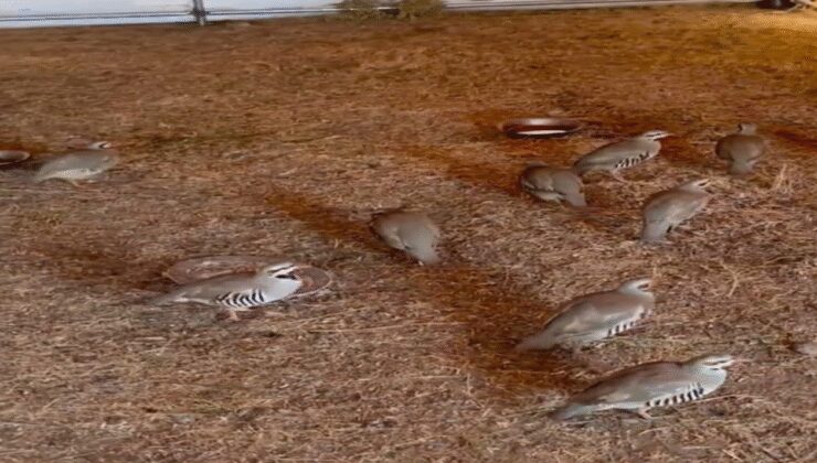 Bitlis'te yakalanan 90 kınalı keklik doğaya salındı