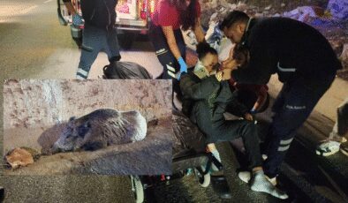 Bodrum’da domuza çarpan motosikletli hastanelik, domuz veterinerlik oldu