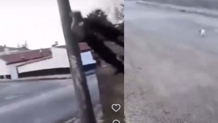 Bunun adı vahşet! Görüntüleri sosyal medyada paylaştı