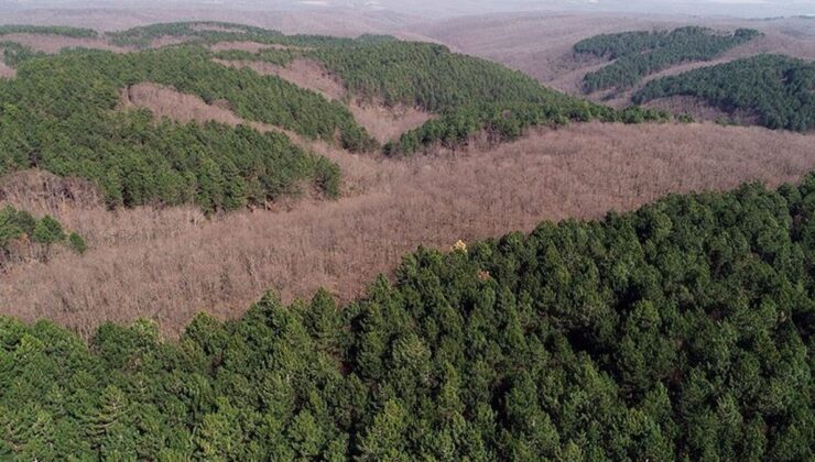 CHP’li Gürer uyardı: Dağlarda orman kalmayacak