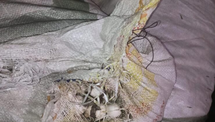 Dağ sarımsağını topladı, 557 bin lira ceza yedi!