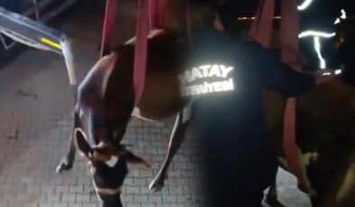 Dama çıkan inek, vinçle indirildi