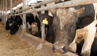 Deli dana vakası Türkiye'nin bir şehrinde büyük panik yarattı