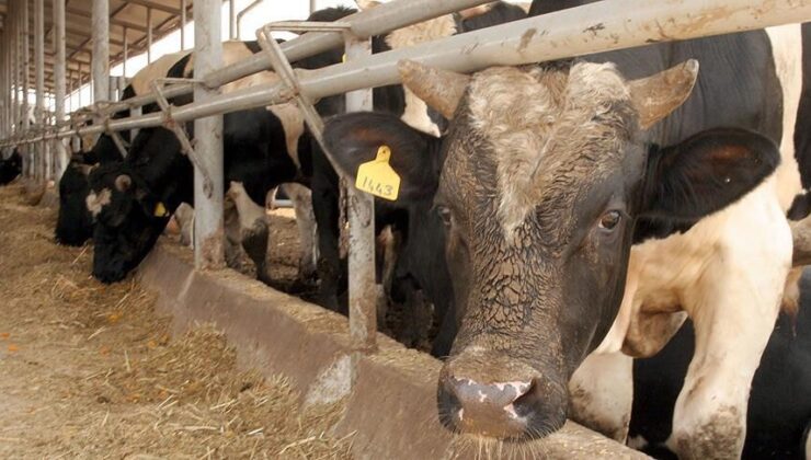 Deli dana vakası Türkiye'nin bir şehrinde büyük panik yarattı