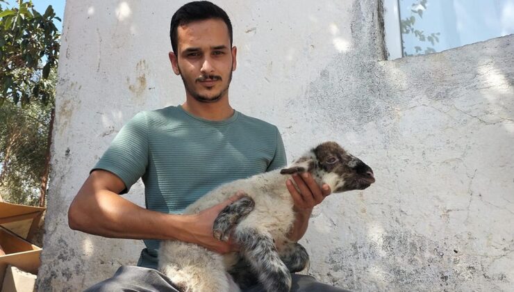 Doğan kuzuyu görenler inanamadı! Büyü diyen var, korkan var