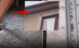 Dünyanın sonunu getirebilir! Kokarca Böceği tüm Türkiye'de yayılıyor