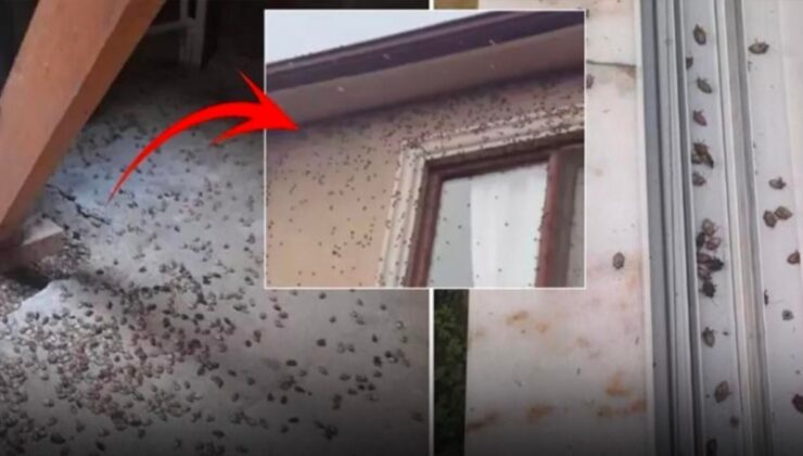 Dünyanın sonunu getirebilir! Kokarca Böceği tüm Türkiye'de yayılıyor