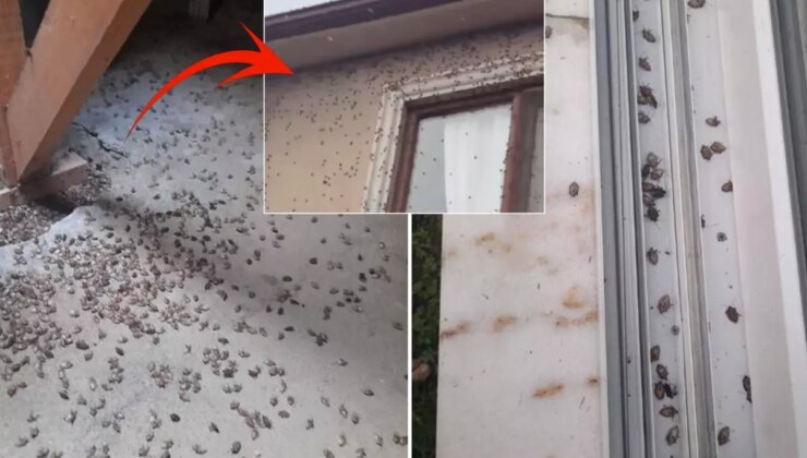 Dünyanın sonunu getireceği söylenen böcekle ilgili korkutan uyarı: Tüm Türkiye’ye yayılabilir